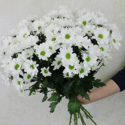 ромашки
