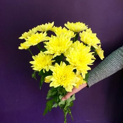  Балтика  жёлтая . Голландия