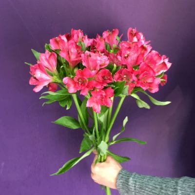 Альстромерия красная. Эквадор