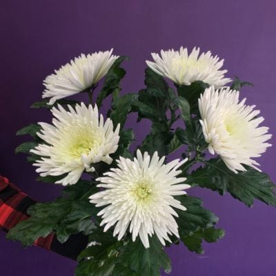 Хризантема Анастасия белая