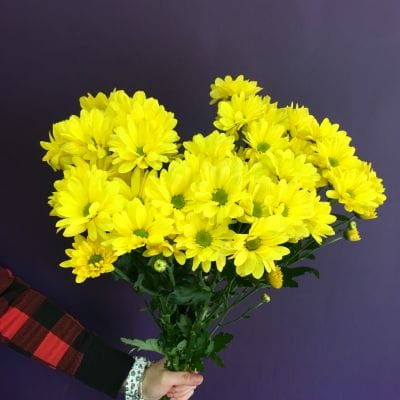 Хризантема  Бакарди жёлтая 