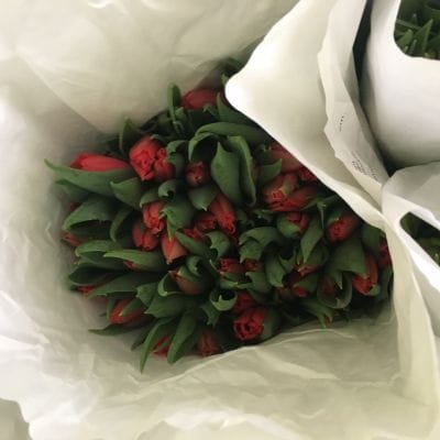 Тюльпан красный