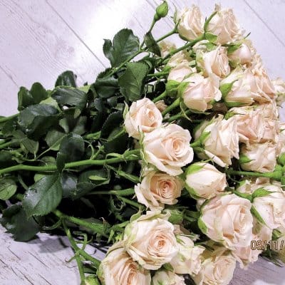 Букет из 19 роз Яна