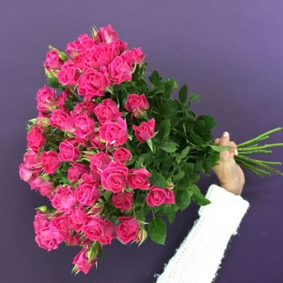 Роза кустовая Лавли Лидия . 