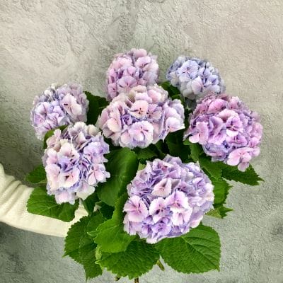 Поп Лавандер Гортензия.