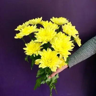  Балтика  жёлтая . Голландия