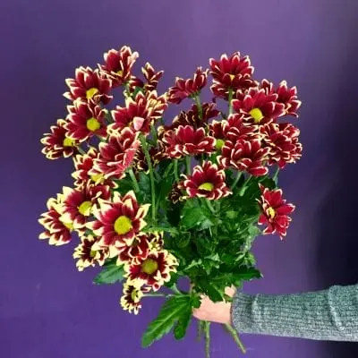  Голландия. Сорт Хайдар 