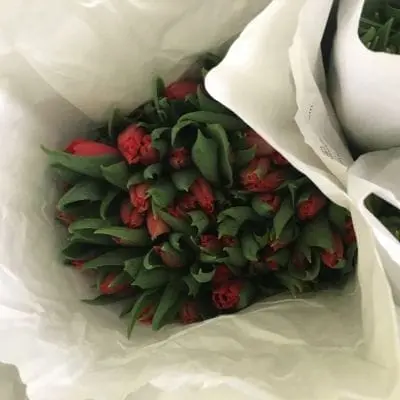 Тюльпан красный